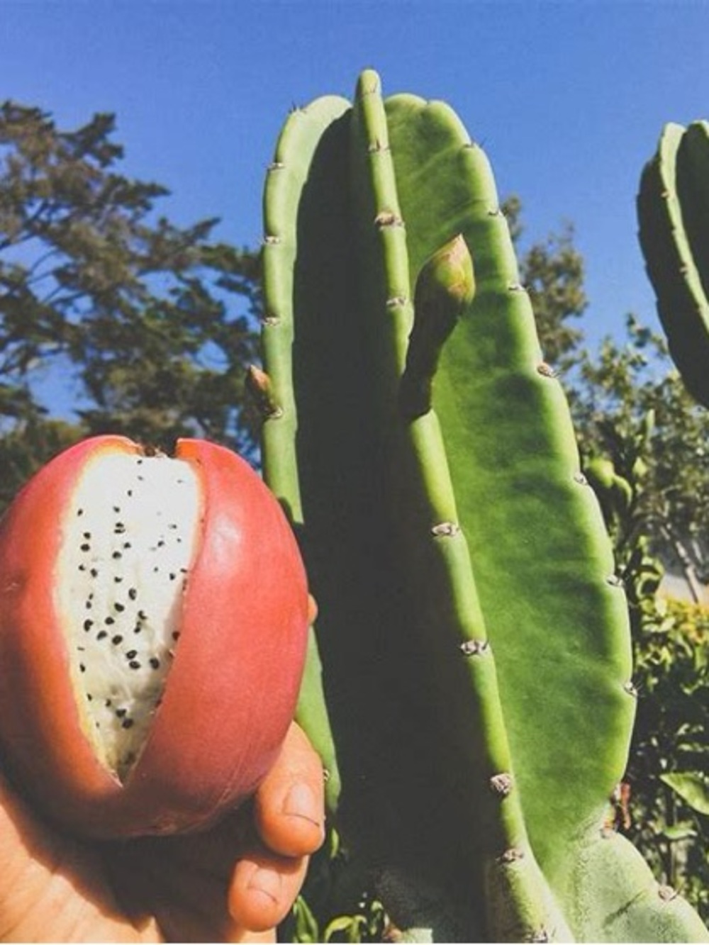 Peruvian Apple Cactus